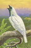 Naked-Throated Cotinga