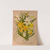 Narcissus 1 (1872-1881) by Arentina Hendrica Arendsen