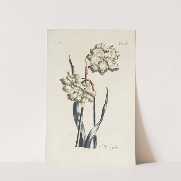 Narcissus by Carington Bowles
