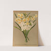 Narcissus 2 (1872-1881) by Arentina Hendrica Arendsen