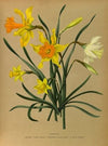 Narcissus 3 (1872-1881)