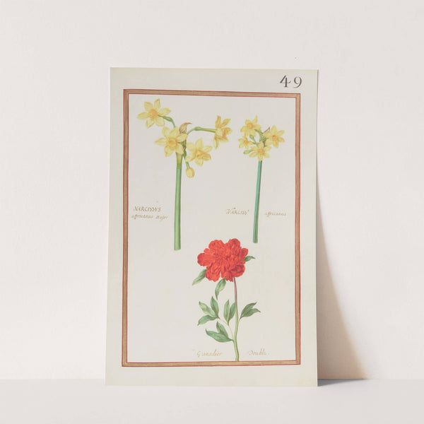 Narcissus africanus major ; narciss. africanus ; grenadier double (1624) by Daniel Rabel