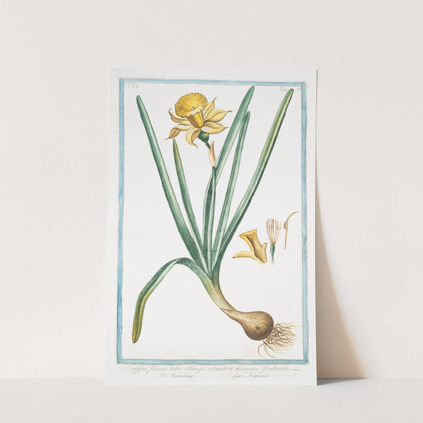 Narcissus, flavus, tubo oblongo , rotundo in margine, fimbriato - Trombone - Narcisse. (Yellow narcisse) by Giorgio Bonelli