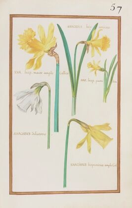 Narcissus hipanicus ; nar. hisp. maior amplo callice ; nar. hisp. pumilius ; narcissus silvestris (1624)