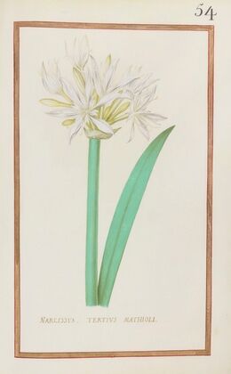 Narcissus tertius mathioli (1624)