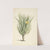 Narrow-leaved Iceplant in Bloom by Laurens Vincentsz. van der Vinne