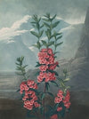 Narrow-leaved kalmia