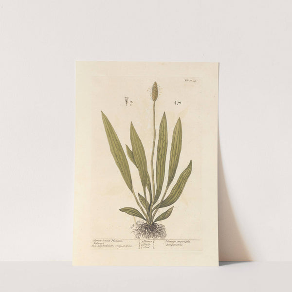 Narrow leaved plantain by Elizabeth Blackwell