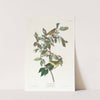 Nashville warbler by John James Audubon