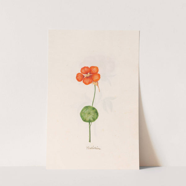 Nastürtiüm (1692) by Magdelena Rosina Funck