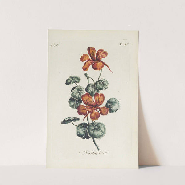 Nasturtium by Carington Bowles