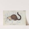 Nasua (Solitaria) Monachus, From Life by Charles Hamilton Smith