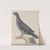 Natural history of Saint Domingue Pl.004 by René de Rabié
