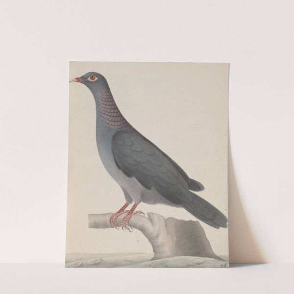 Natural history of Saint Domingue Pl.004 by René de Rabié
