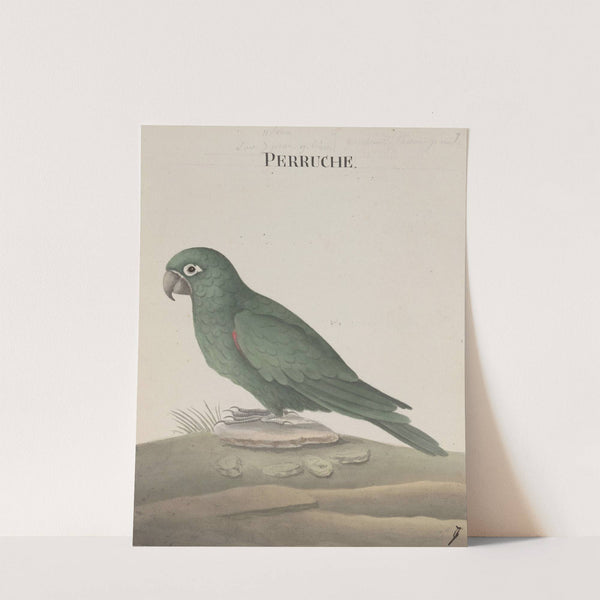 Natural history of Saint Domingue Pl.007 by René de Rabié