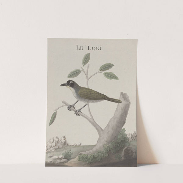 Natural history of Saint Domingue Pl.011 by René de Rabié