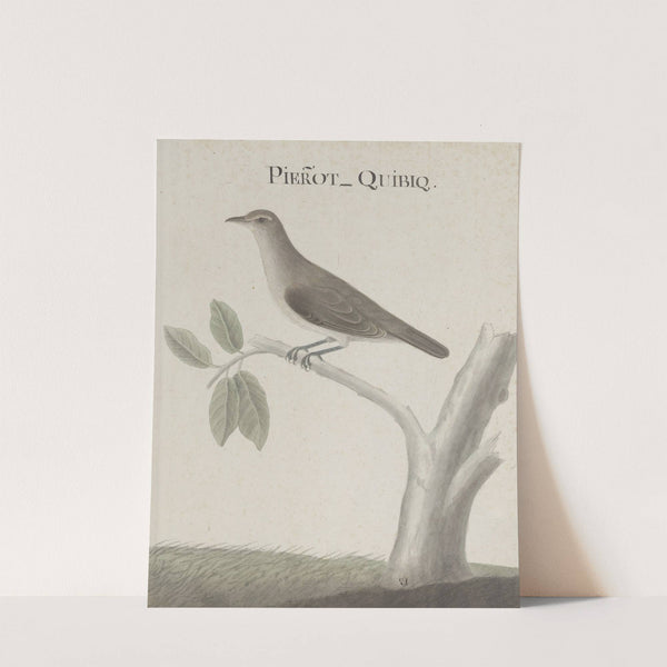 Natural history of Saint Domingue Pl.025 by René de Rabié