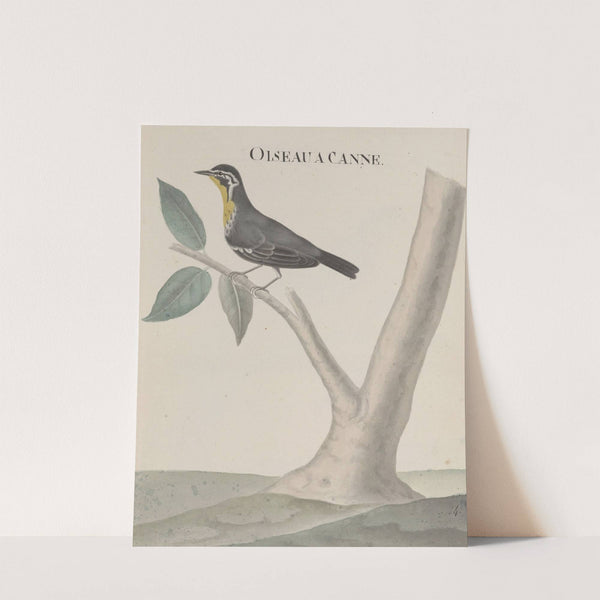 Natural history of Saint Domingue Pl.027 by René de Rabié