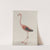 Natural history of Saint Domingue Pl.034 by René de Rabié