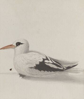 Natural history of Saint Domingue Pl.039 — size preview