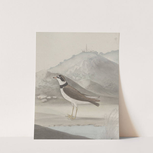 Natural history of Saint Domingue Pl.050 by René de Rabié