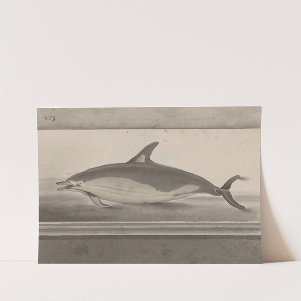 Natural history of Saint Domingue Pl.062 by René de Rabié