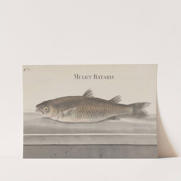 Natural history of Saint Domingue Pl.066 by René de Rabié