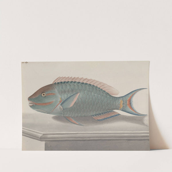 Natural history of Saint Domingue Pl.075 by René de Rabié