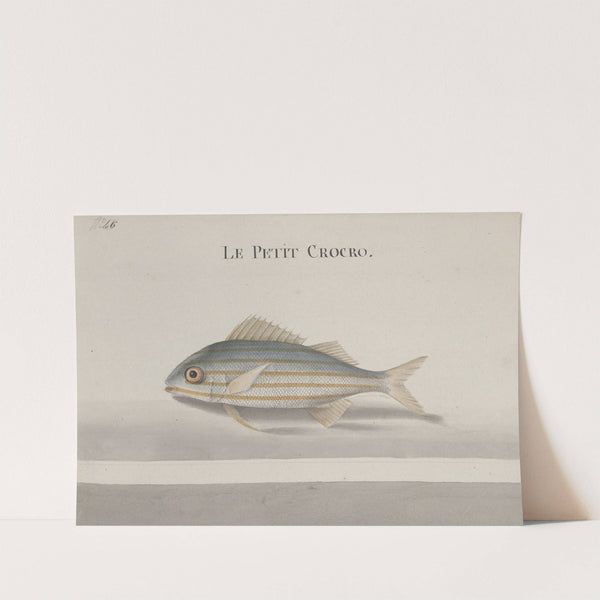 Natural history of Saint Domingue Pl.083 by René de Rabié