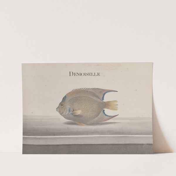 Natural history of Saint Domingue Pl.088 by René de Rabié