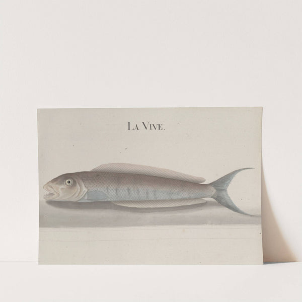 Natural history of Saint Domingue Pl.112 by René de Rabié