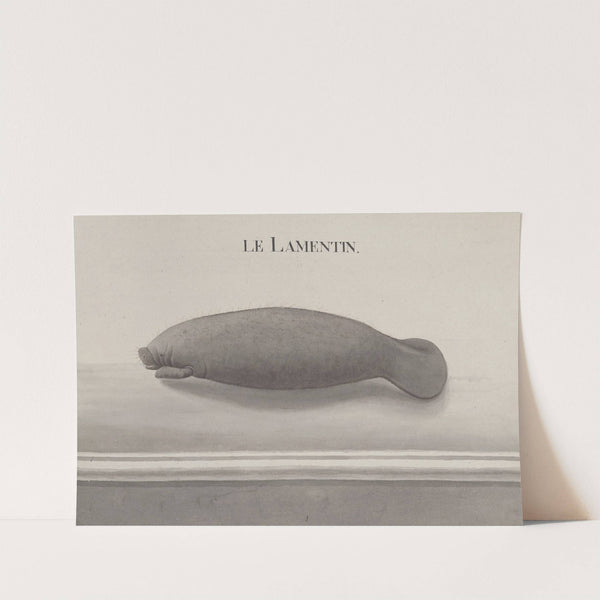 Natural history of Saint Domingue Pl.116 by René de Rabié