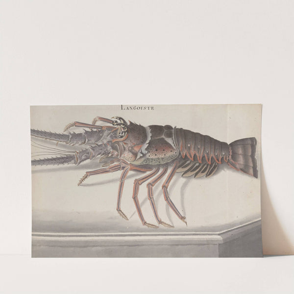 Natural history of Saint Domingue Pl.133 (1766) by René de Rabié