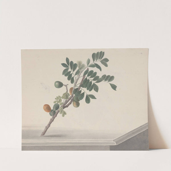 Natural history of Saint Domingue Pl.143 (1766) by René de Rabié