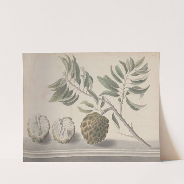 Natural history of Saint Domingue Pl.153 (1766) by René de Rabié