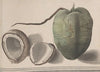 Natural history of Saint Domingue Pl.157
