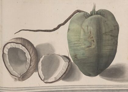 Natural history of Saint Domingue Pl.157