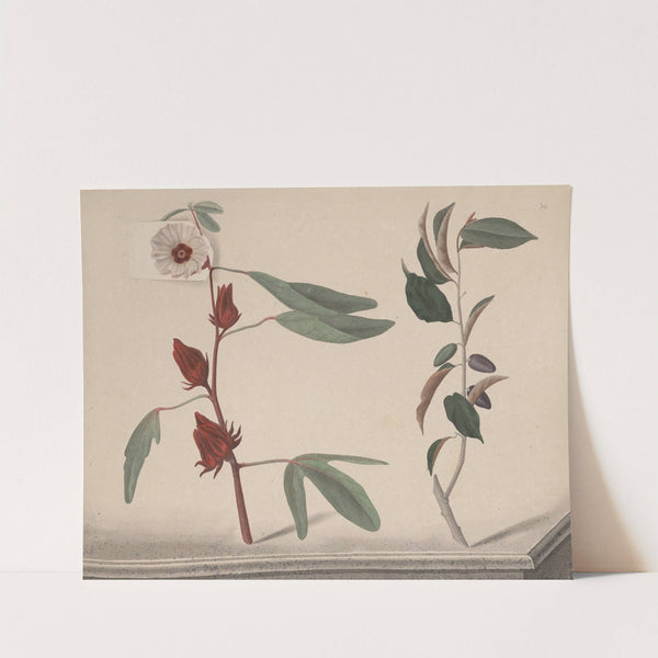 Natural history of Saint Domingue Pl.170 by René de Rabié