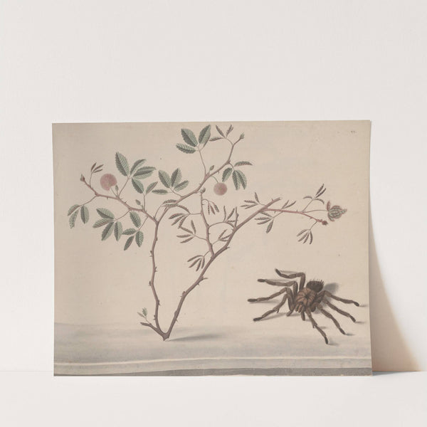 Natural history of Saint Domingue Pl.175 by René de Rabié