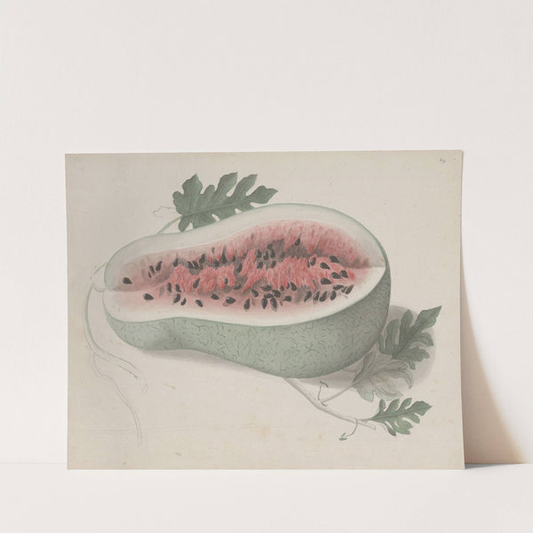 Natural history of Saint Domingue Pl.190 by René de Rabié