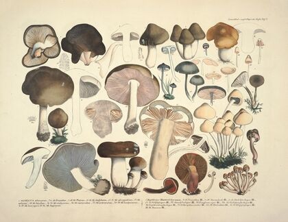 Naturgetreue Abblidungen und Beschreibungen der essbaren, schädlichen und verdächtigen Schwämme Pl.02