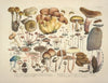Naturgetreue Abblidungen und Beschreibungen der essbaren, schädlichen und verdächtigen Schwämme Pl.03