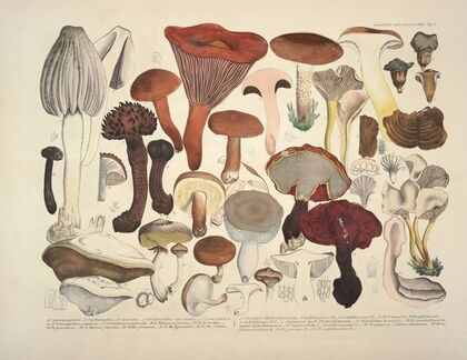 Naturgetreue Abblidungen und Beschreibungen der essbaren, schädlichen und verdächtigen Schwämme Pl.04