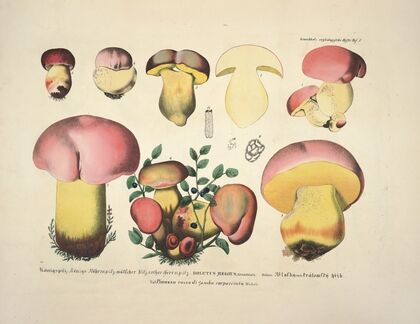 Naturgetreue Abblidungen und Beschreibungen der essbaren, schädlichen und verdächtigen Schwämme Pl.07