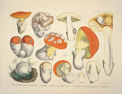 Naturgetreue Abblidungen und Beschreibungen der essbaren, schädlichen und verdächtigen Schwämme Pl.08