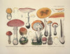 Naturgetreue Abblidungen und Beschreibungen der essbaren, schädlichen und verdächtigen Schwämme Pl.09