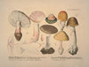 Naturgetreue Abblidungen und Beschreibungen der essbaren, schädlichen und verdächtigen Schwämme Pl.10