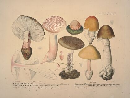 Naturgetreue Abblidungen und Beschreibungen der essbaren, schädlichen und verdächtigen Schwämme Pl.10