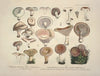 Naturgetreue Abblidungen und Beschreibungen der essbaren, schädlichen und verdächtigen Schwämme Pl.13