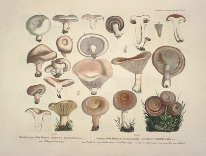 Naturgetreue Abblidungen und Beschreibungen der essbaren, schädlichen und verdächtigen Schwämme Pl.13